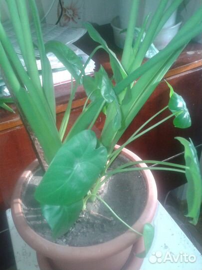 Саженцы алоказии