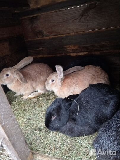 Продам кроликов