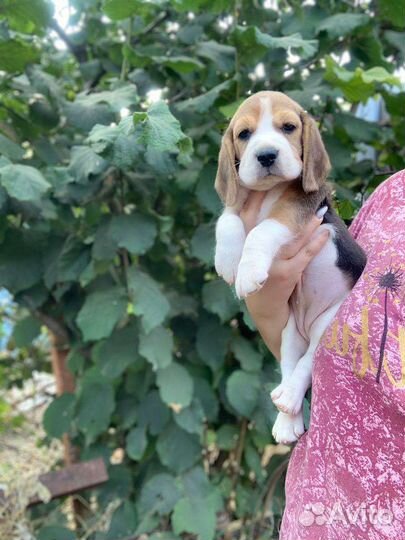 Щенки бигль