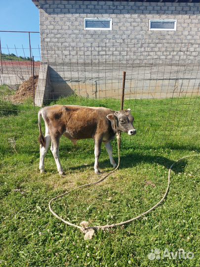 Бычок джерси