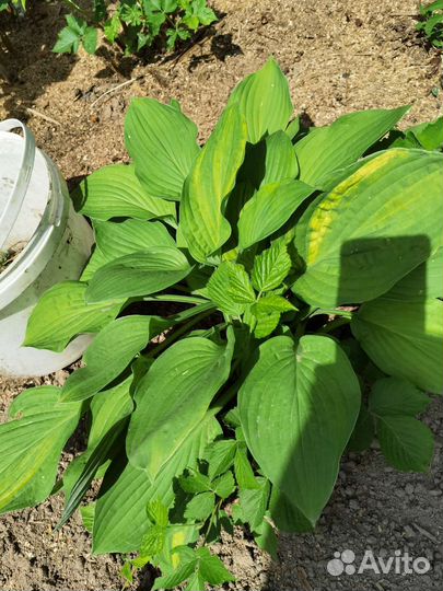 Хосты разные