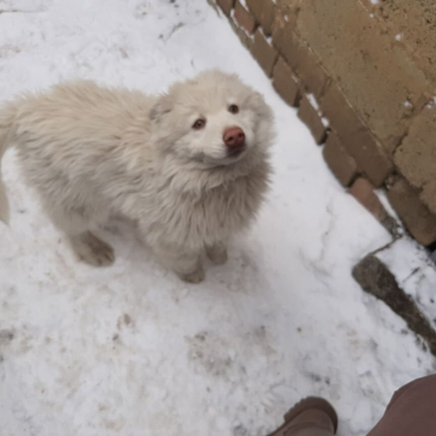 Хаски в добрые руки