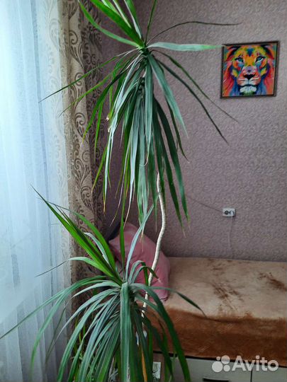 Пальма драцена
