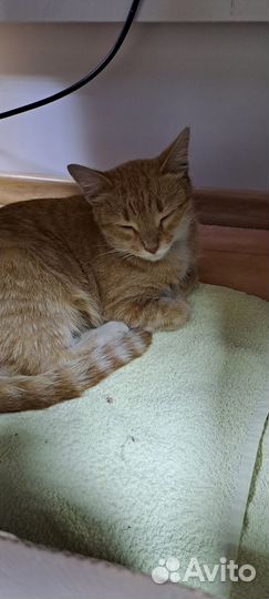 Найдена кошечка