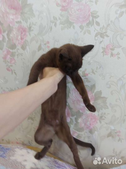 Бурманская кошечка