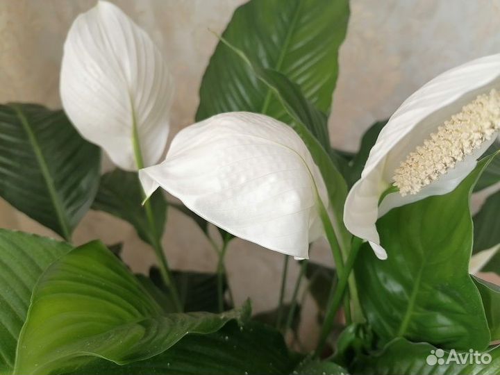 Продам цветы комнатные