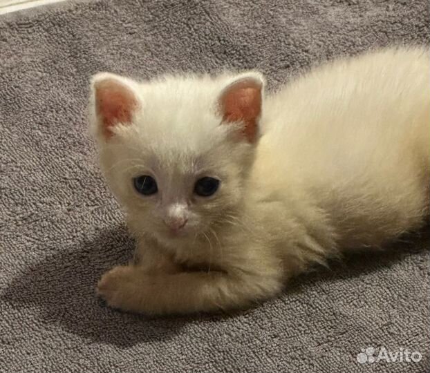 Котенок в добрые руки