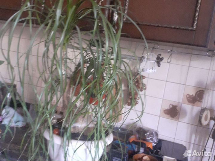 Монстера вариегатная