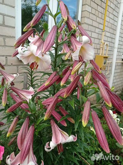 Лилии на букет