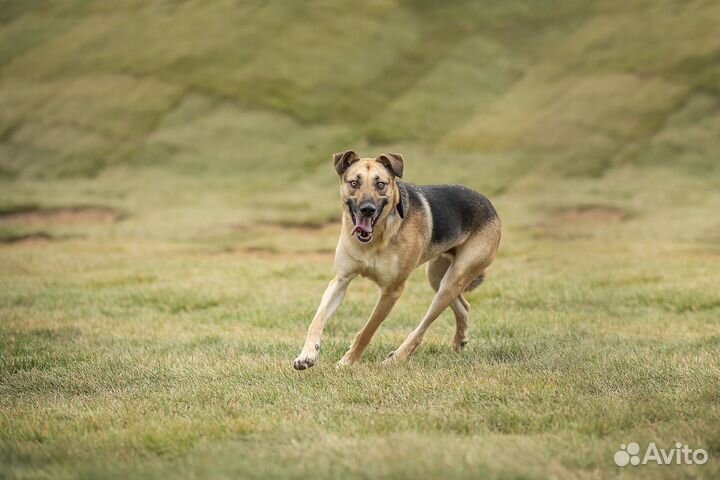 Арнольд в поисках дома