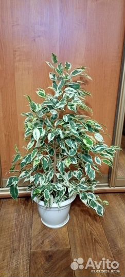 Фикус бенджамина