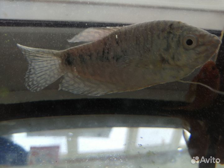 Рыбки гурами и сомы