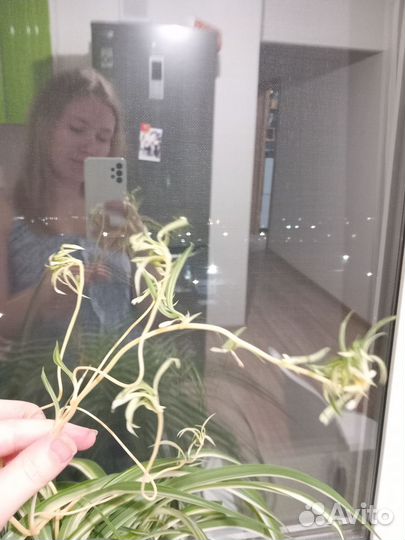 Хлорофитум