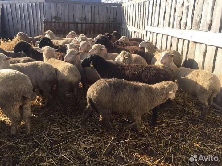 Мясо баранины халяль без запаха