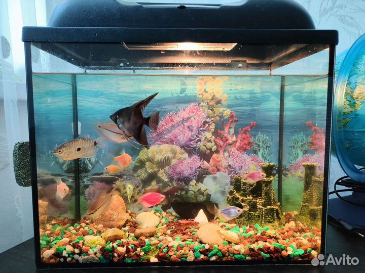 Аквариум с рыбками