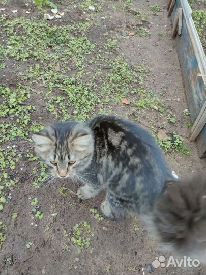 Котята в добрые руки бесплатно мальчик и девочка