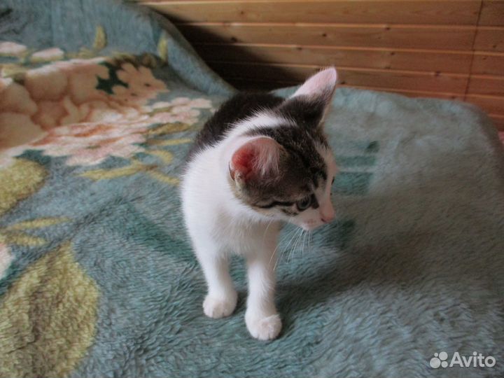 Отдам в добрые руки котенка