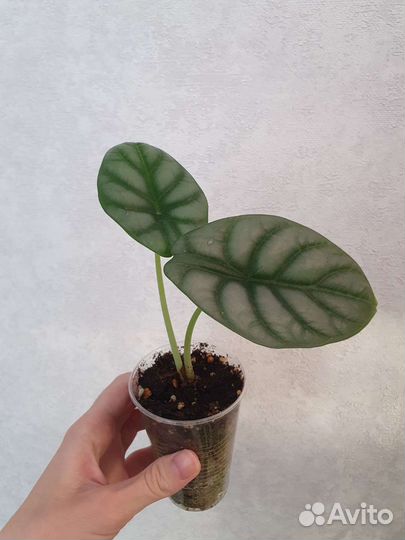 Алоказия алоказии