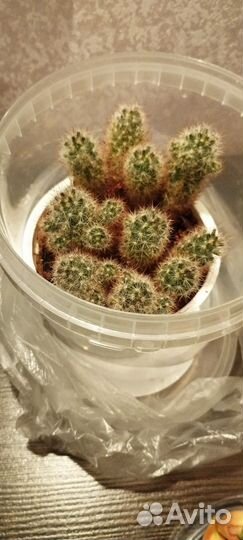 Кактусы и суккуленты