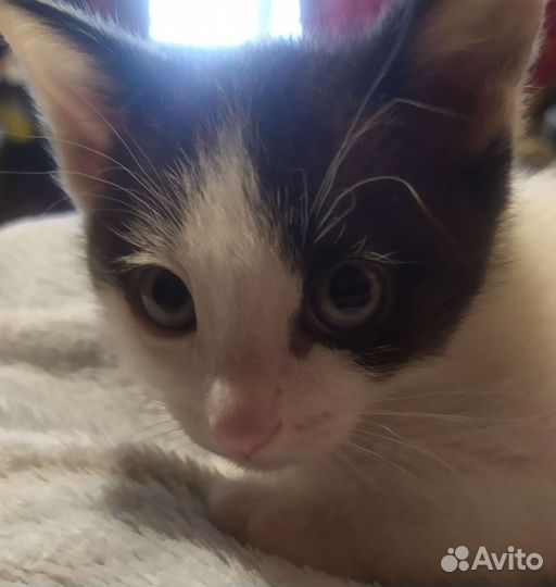 Кот в дар бесплатно