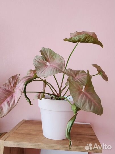 Сингониум неон