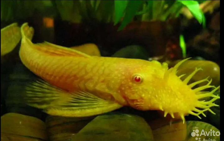 Гуппи, Анциструсы