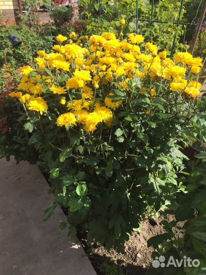 Куст хризантем