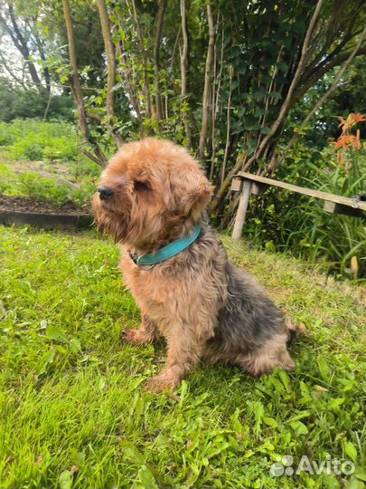 Йоркширский терьер