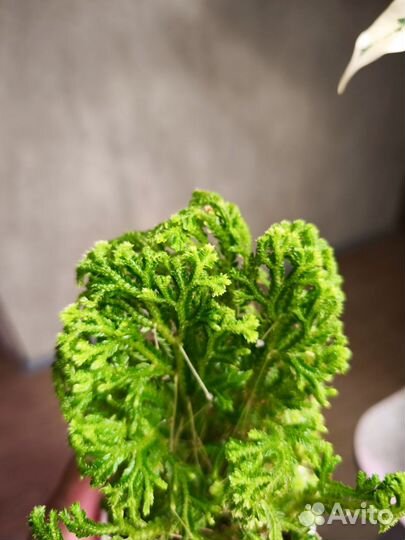 Селагинелла йори