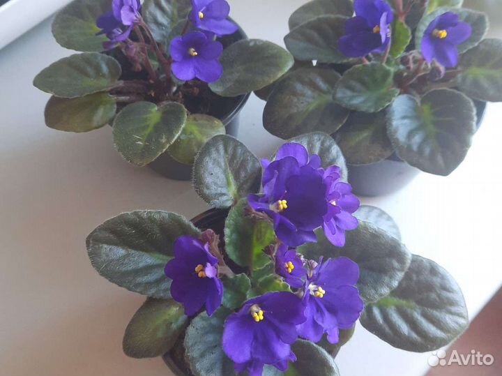 Фиалка в горшках
