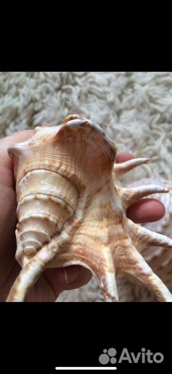Морские раковины