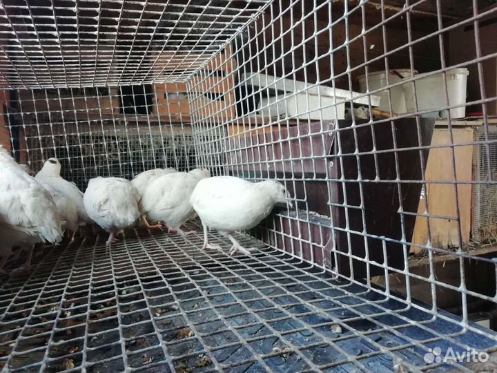 Кормушка для птиц