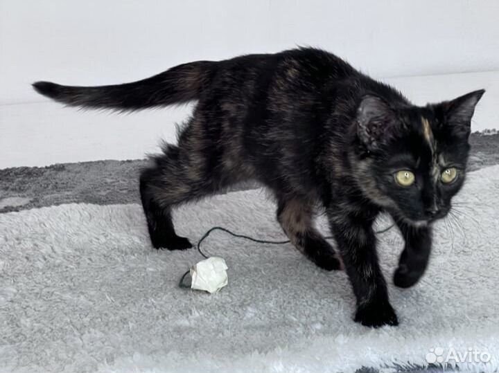 Трехцветный Котенок. Пишите, очень нужен дом