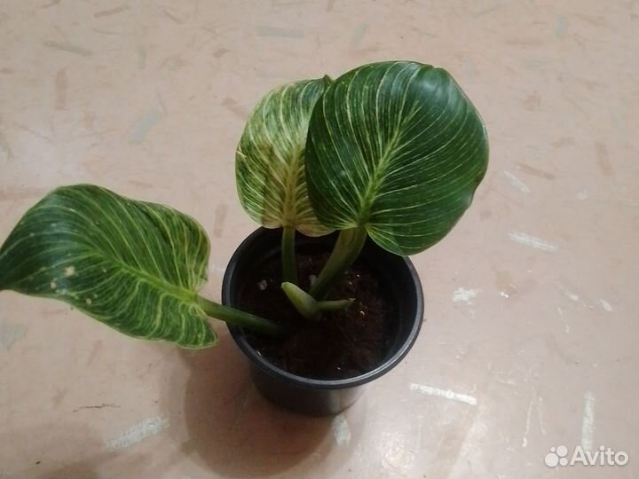 Филодендрон принц Оранж, биркин