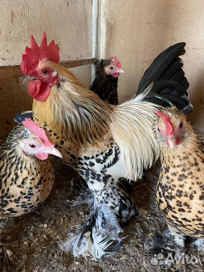 Куры мильфлер