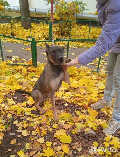 Активный пес компаньон ищет дом