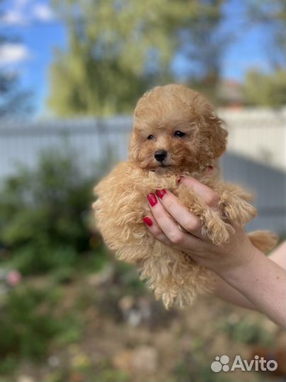 Той Пудель миниатюрный