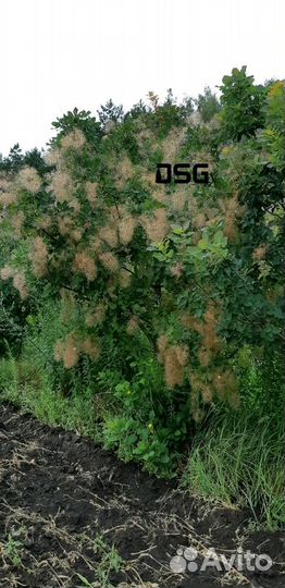 Саженцы скумпии кожевенной 3-4м