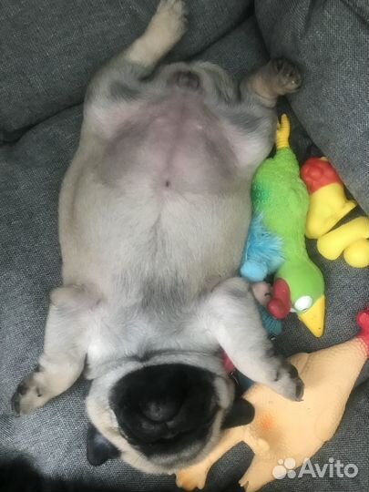 Собаки щенки мопс