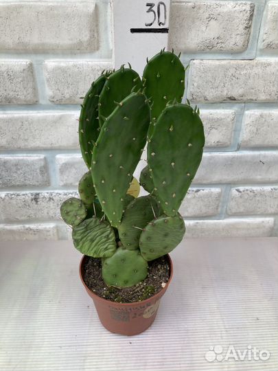 Опунция из питомника растений