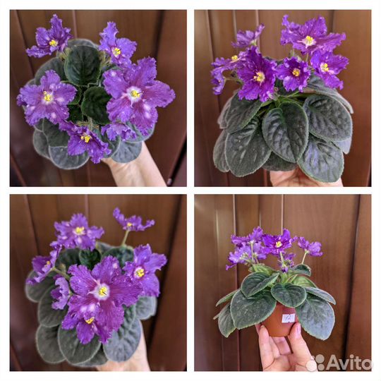 Фиалки сортовые цветущие. 7 сортов