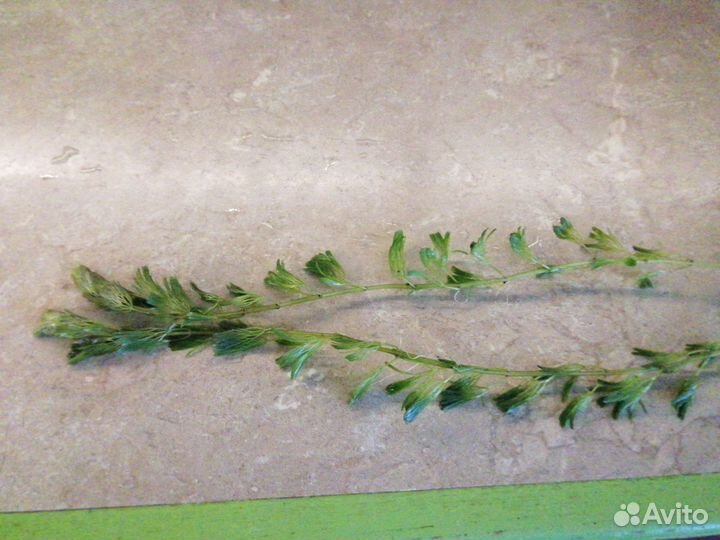 Прополка растения для аквариума