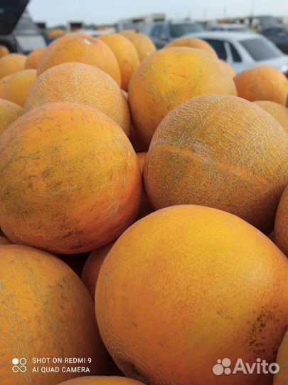 Дыни с поля