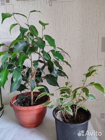 Фикусы Бенджамина