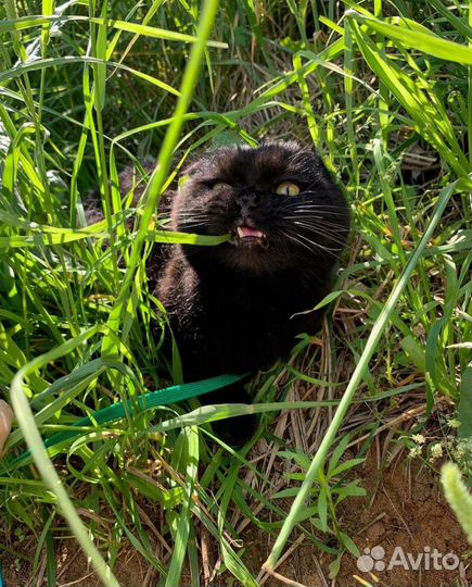 Отдам кота в добрые руки шотландский вислоухий