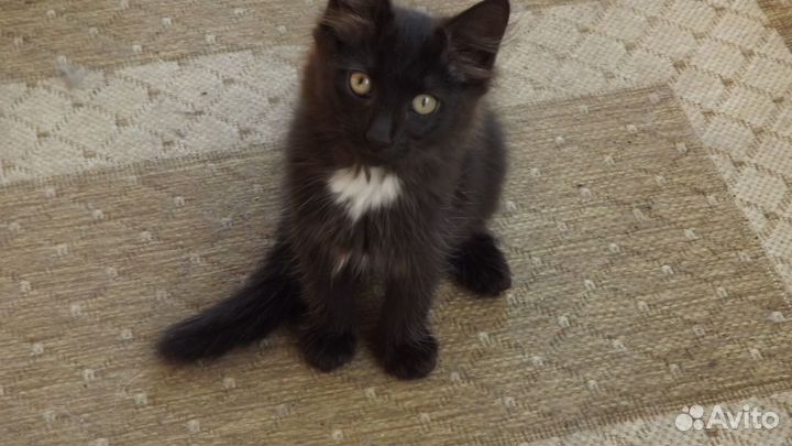 Милые котята