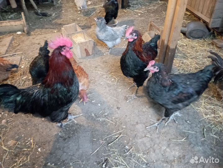 Куры черно медный маран