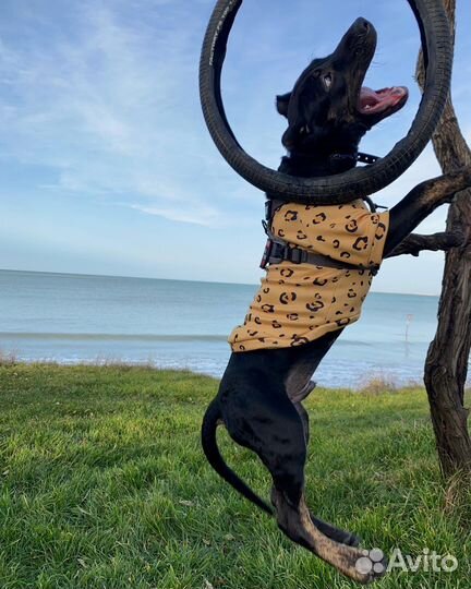 Одежда для собак