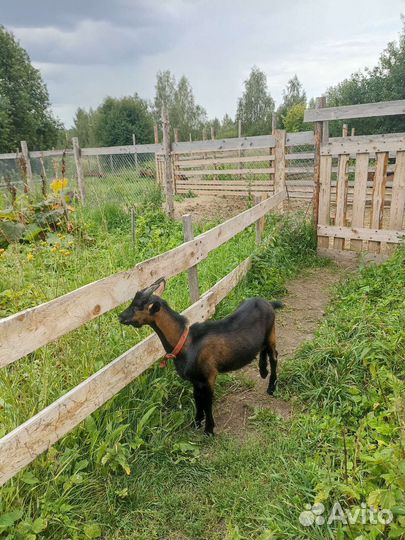 Чешские козлики