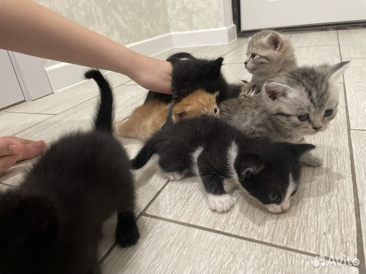 Кошки в добрые руки бесплатно